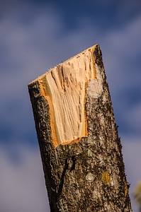 Timber texture bark