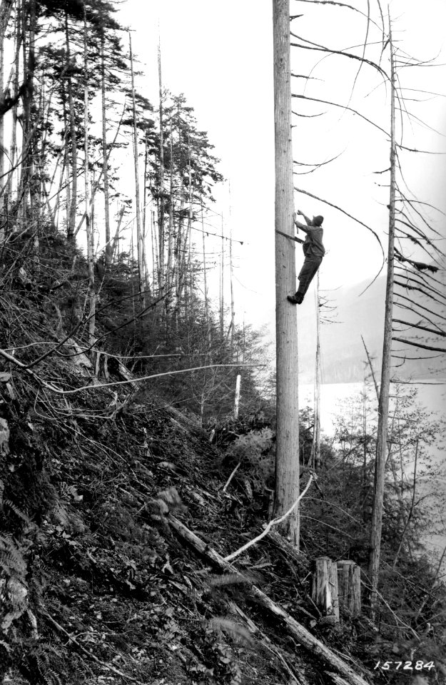 157284 Ranger Hanging Insulators Olympic NF WA 1921
