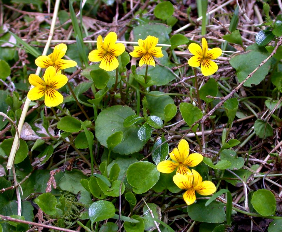 Yellow Violet, Olympic National Forest