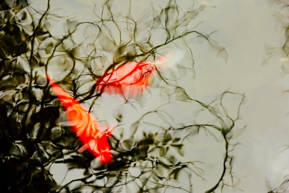 Reflections