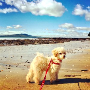 Stevie and Auckland Hauraki gulf photo