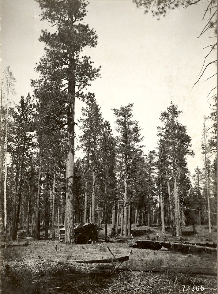 27200-2 Homestead site just N of S ice Cave c1920
