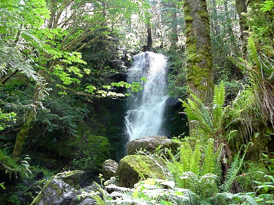 Merriman Falls, Olympic National Forest