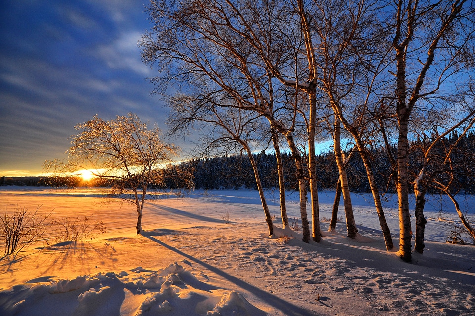Cold trees birch