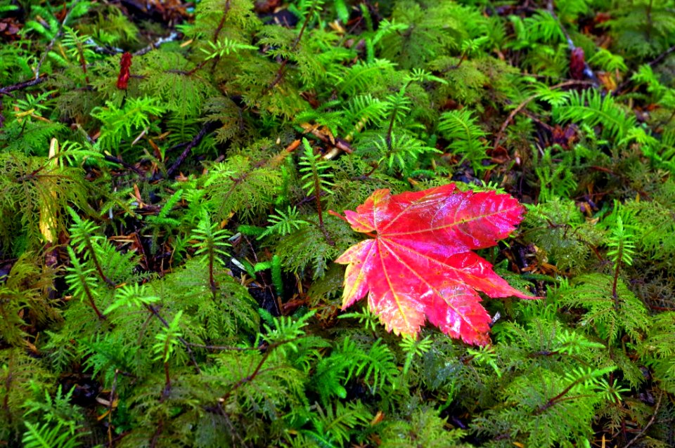 Moss and Fall Color Leaf Detail, Olympic National Forest