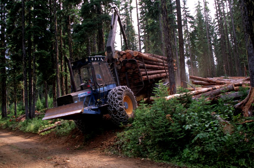 Umatilla National Forest, salvage thinning Badger TS.jpg