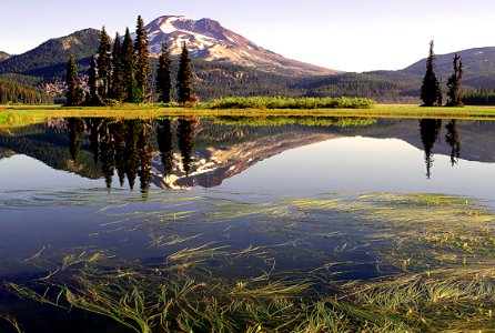 REEDS AT SPARKS LAKE WITH SOUTH SISTER-DESCHUTES