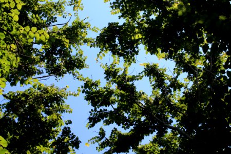 Beech Canopy