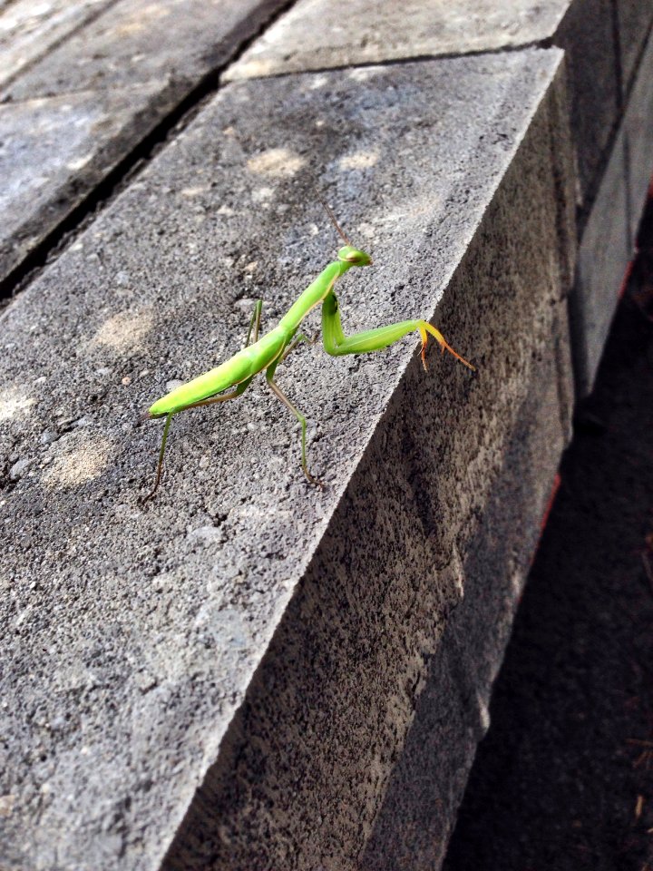 Mr. Green