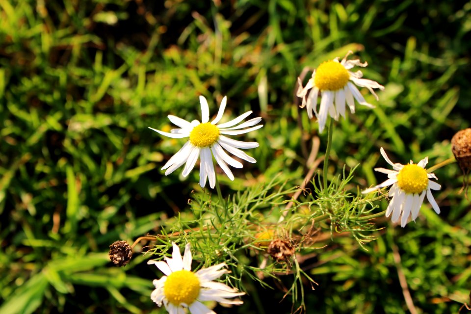 Marguerite