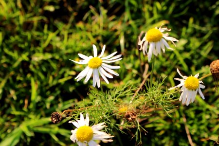 Marguerite