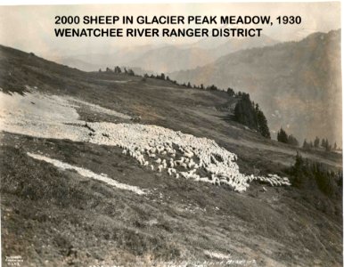 2000 Sheep in Glacier Peak Meadow, 1930, Wenatchee River Ranger District photo