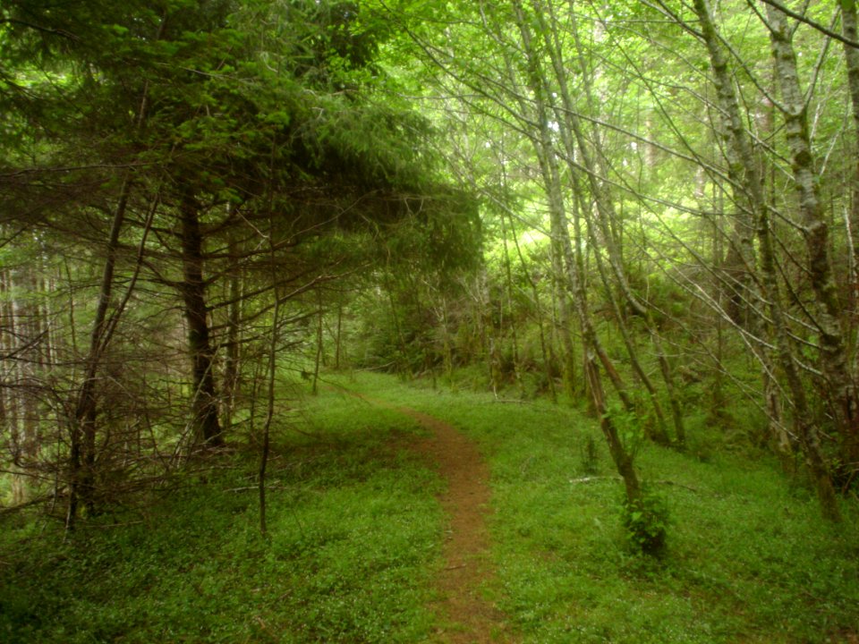 Trail in the Cummins Creek Wilderness, Siuslaw National Forest