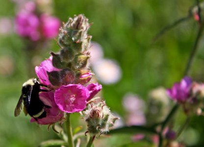 Bee Pollinating Wildflower, Rogue River Siskiyou National Forest photo