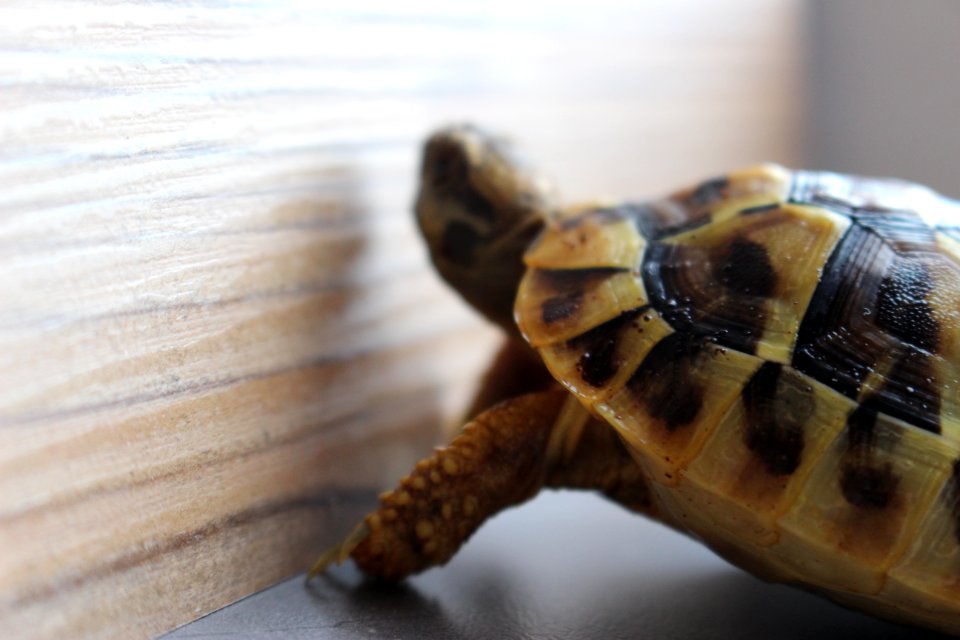 Turtle