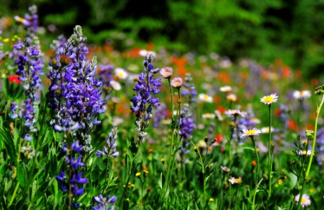 Lupines, Wild Daisies and Indian Paintbrush-Unknown photo