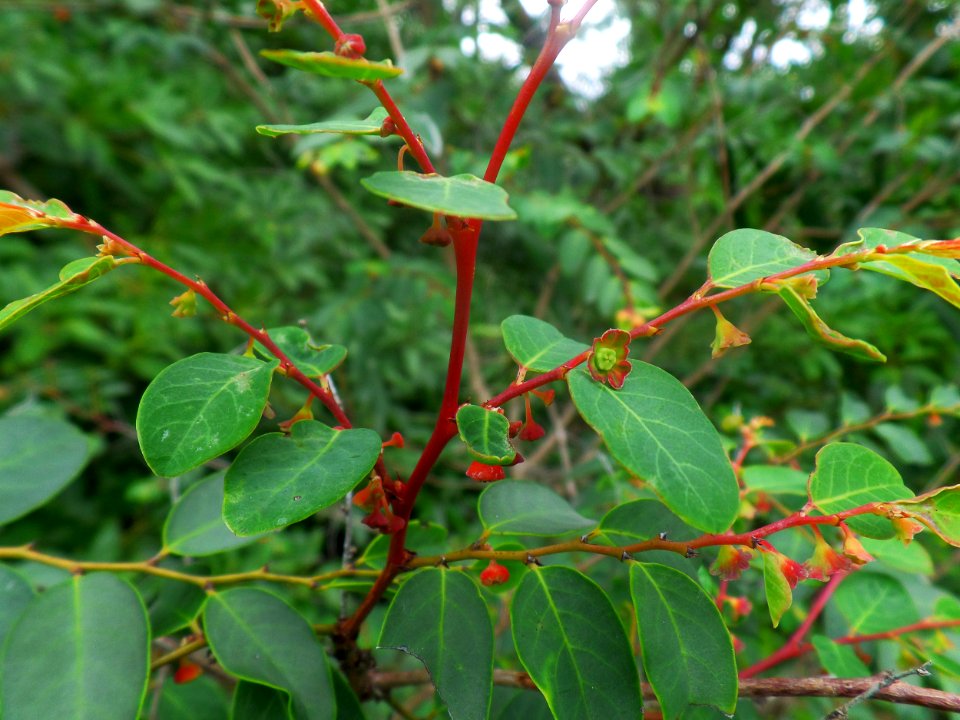 Red stemmed beauty