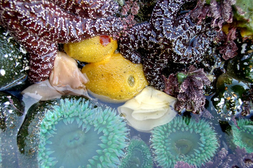 Sea Lemons and Anemones at Cape Perpetua, Siuslaw National Forest