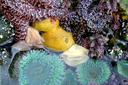 Sea Lemons and Anemones at Cape Perpetua, Siuslaw National Forest photo