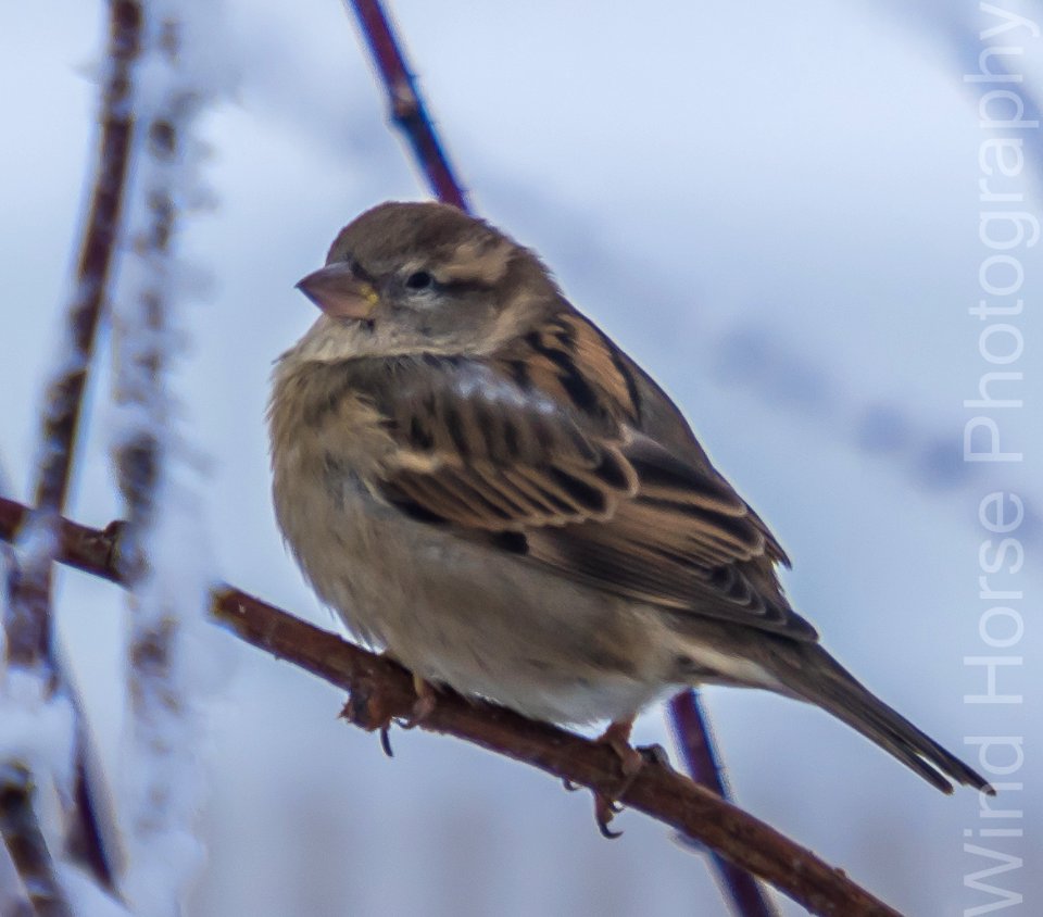 122515 Bird Feeder WH-26