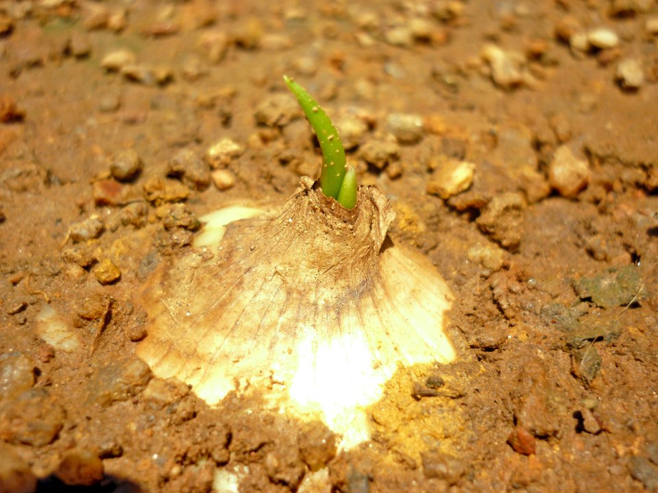 Cebolla 01