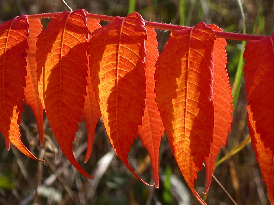 Fall foliage red nature
