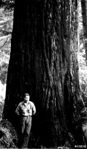 405512 Redwood Tree, 34 ft., Siskiyou NF, OR 1941 photo