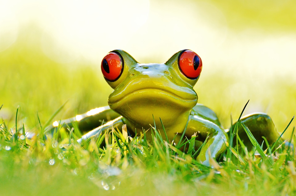 Animal green cute