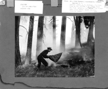 77982 Special Agent J.T. Jardine Fighting Fire with Blanket, Wallowa NF, OR 1908 photo