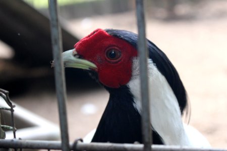 Pheasant