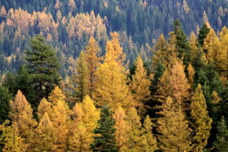 Fall Color at Indian Prairie-Ochoco photo