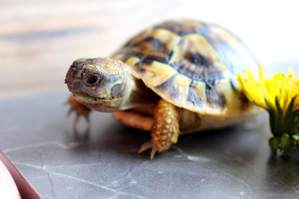 Turtle