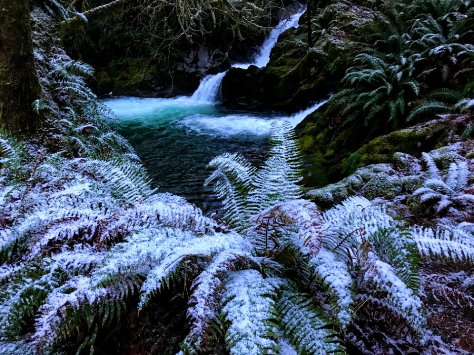 Quinault Falls Creek Falls January 16 2020, US Forest Service photo.