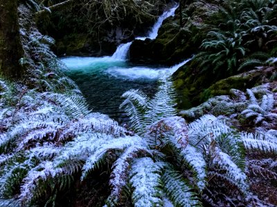 Quinault Falls Creek Falls January 16 2020, US Forest Service photo.