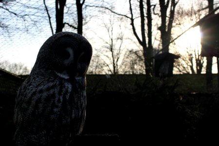 Owl photo