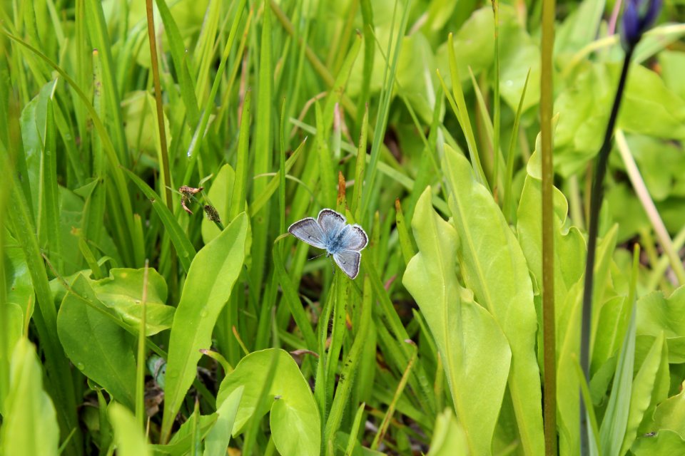 Gray blue Reynolds Ridge dorsal