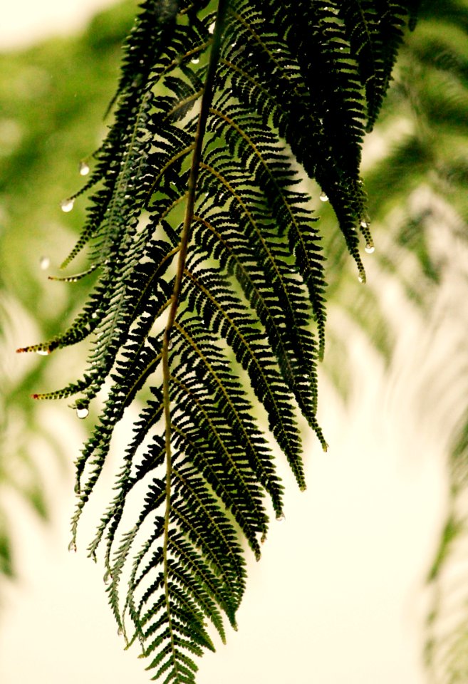 summer deluge new Zealand 2016 New Years day Silver Fern
