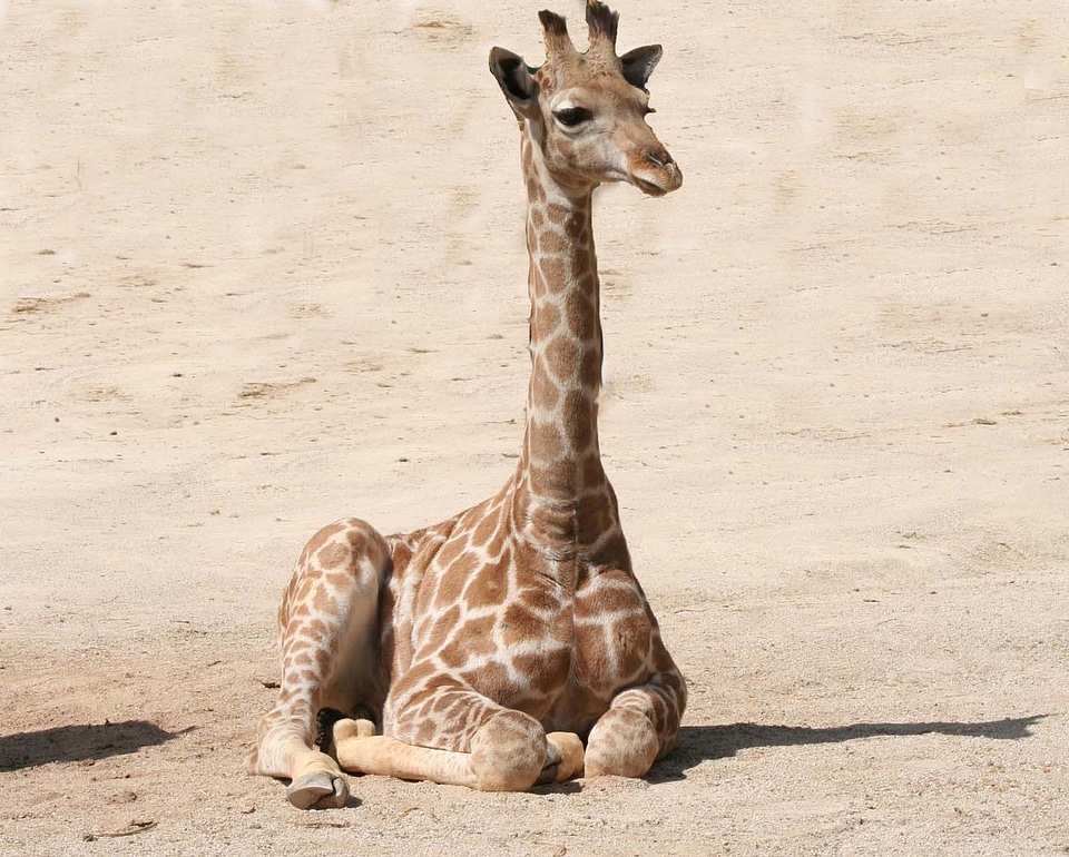 Wildlife zoo baby photo