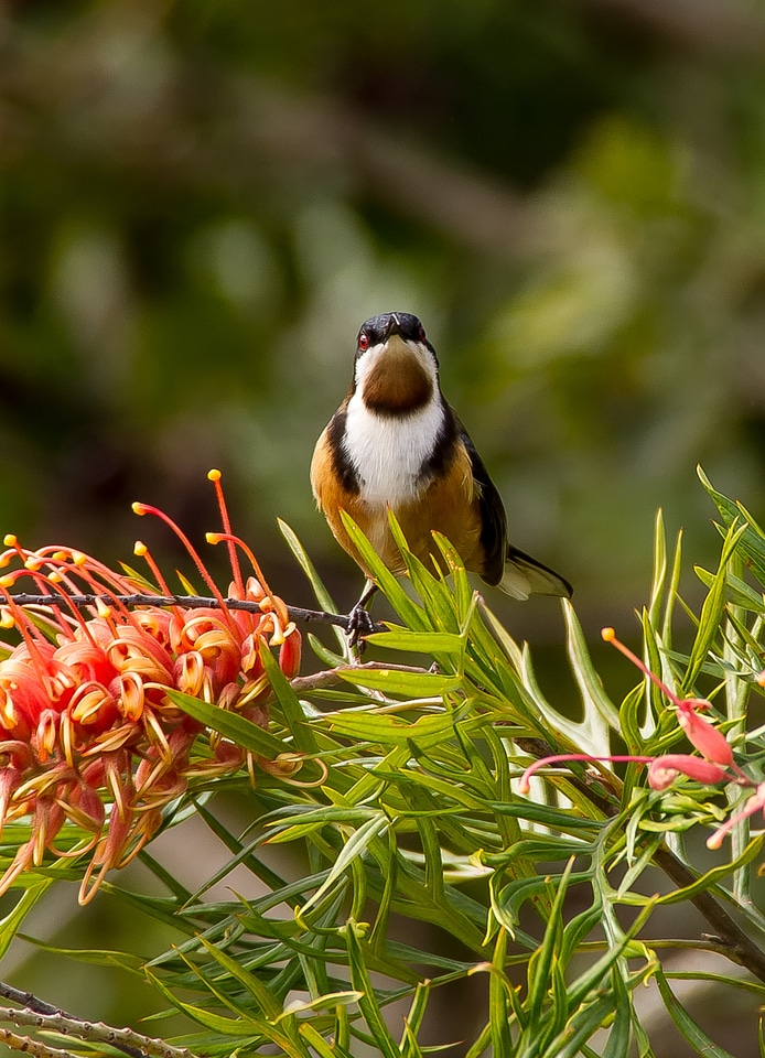 Bird nectar honeyeater