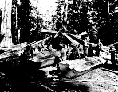 Riving a Log with Jacks