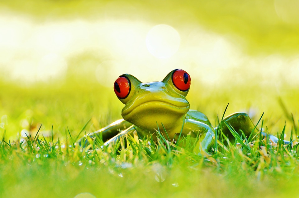 Animal green cute
