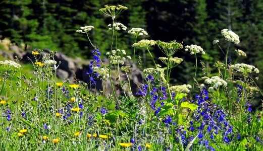 Cow Parsnip, Lupine and Oregon Sunshine-Gifford Pinchot photo