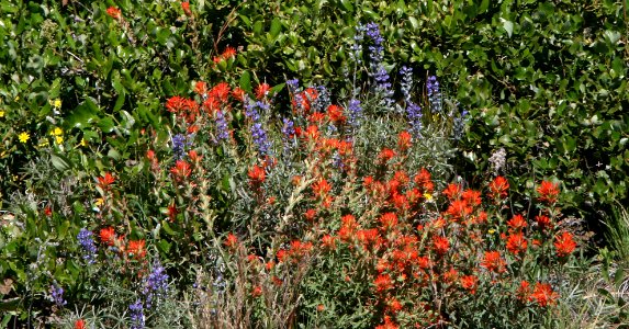 Fireweed & Lupine Wildflowers-Fremont Winema