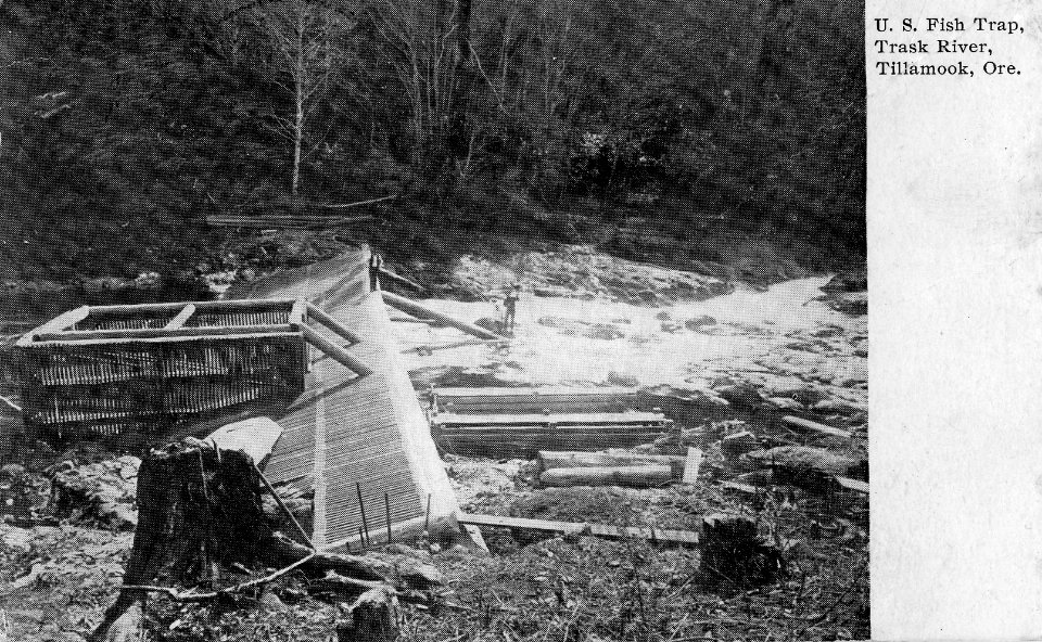 Fish Trap on Trask River, Tillamook, Oregon 1909