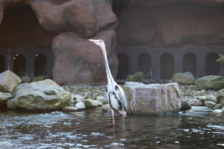 Reiger photo