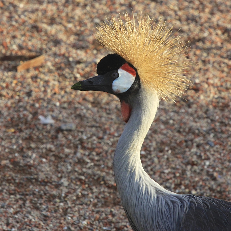 Birds crete portrait