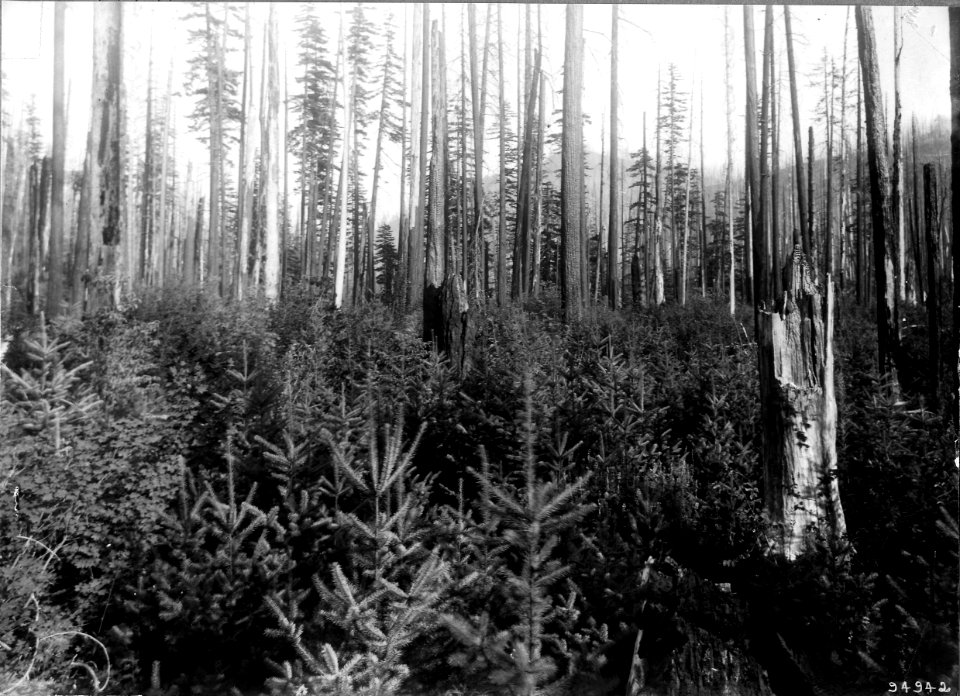 94942 D-f Repro 1902 Cispus Fire, Columbia NF, WA 1911