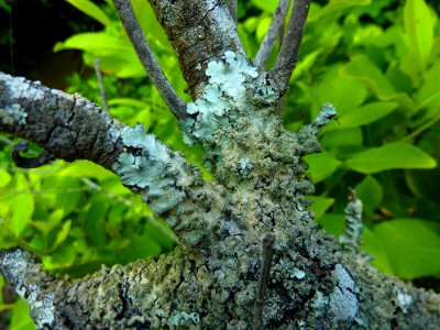 Lichen covered tree photo