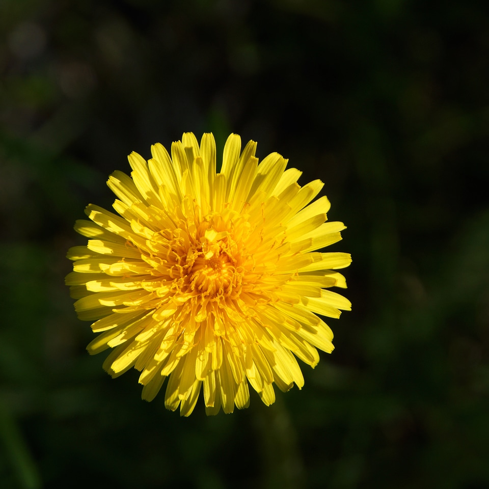 Yellow flower pollen small petals