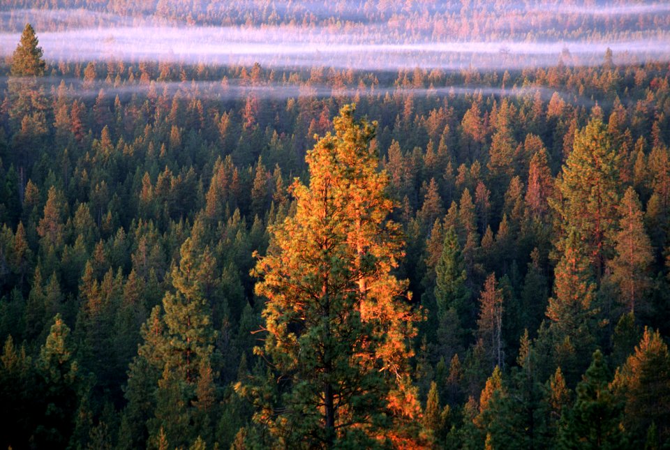 Fog over Forest, Fremont-Winema National Forest